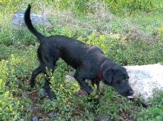 Sadie, female black lab searches for her stick, www.queenofthehillpuppies.com