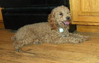 AKC apricot red mini-poodle stud, www.queenofthehillpuppies.com