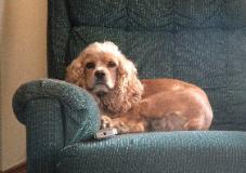 Maddie, buff female Cocker Spaniel sits on 