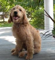 Bree, apricot/buff female Mini-Labradoodel sits on the front porch, www.queenofthehillpuppies.com